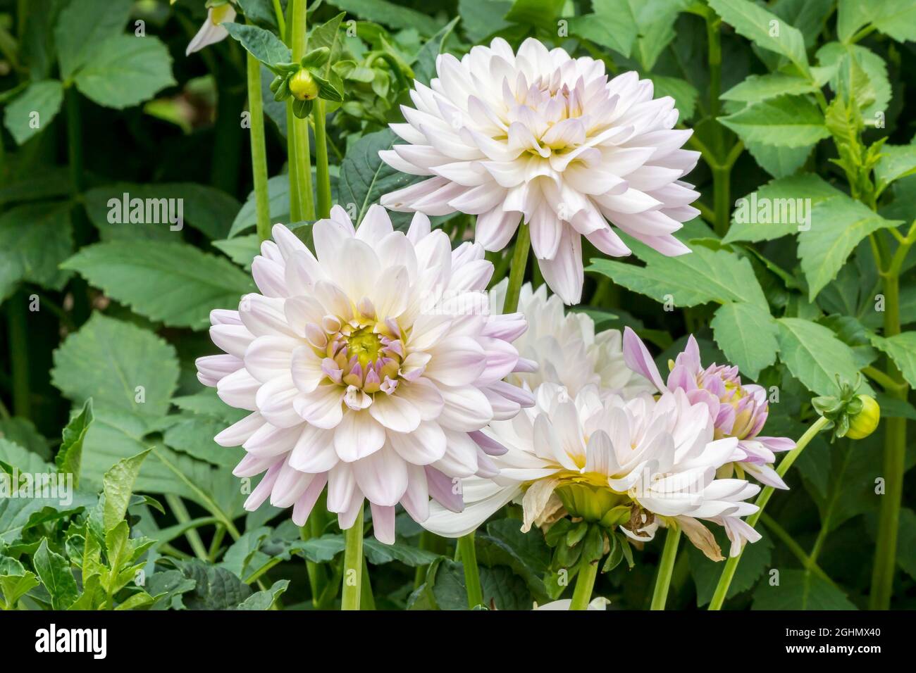 Dahlia Valentino Breeeder : Barbee (NDL) 1997 Stock Photo - Alamy