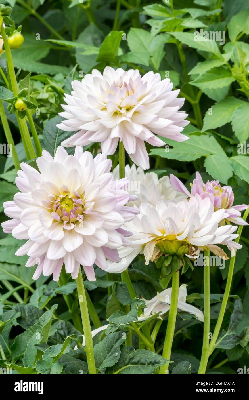 Dahlia Valentino Breeeder : Barbee (NDL) 1997 Stock Photo - Alamy
