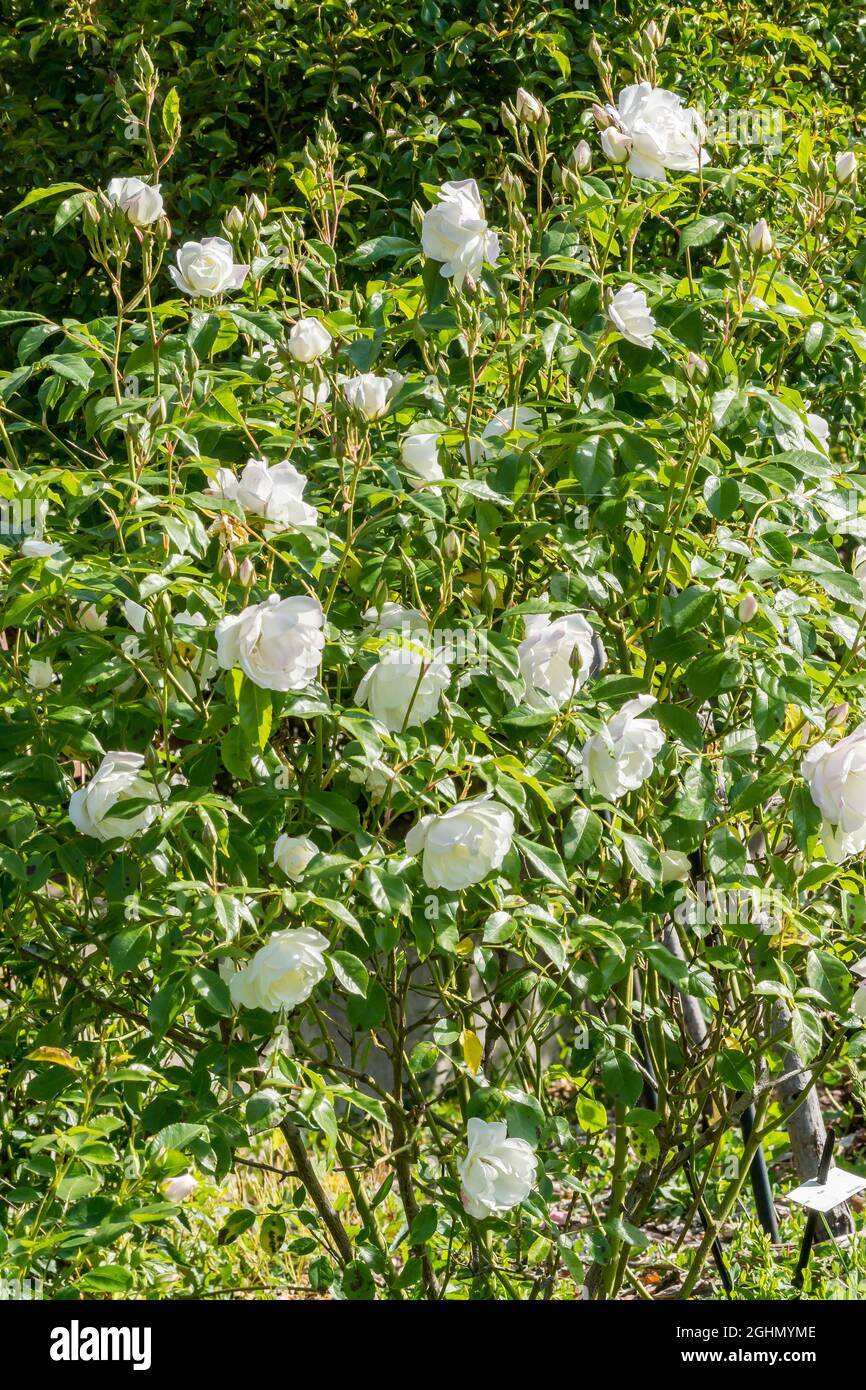 Fee des neiges hi-res stock photography and images - Alamy