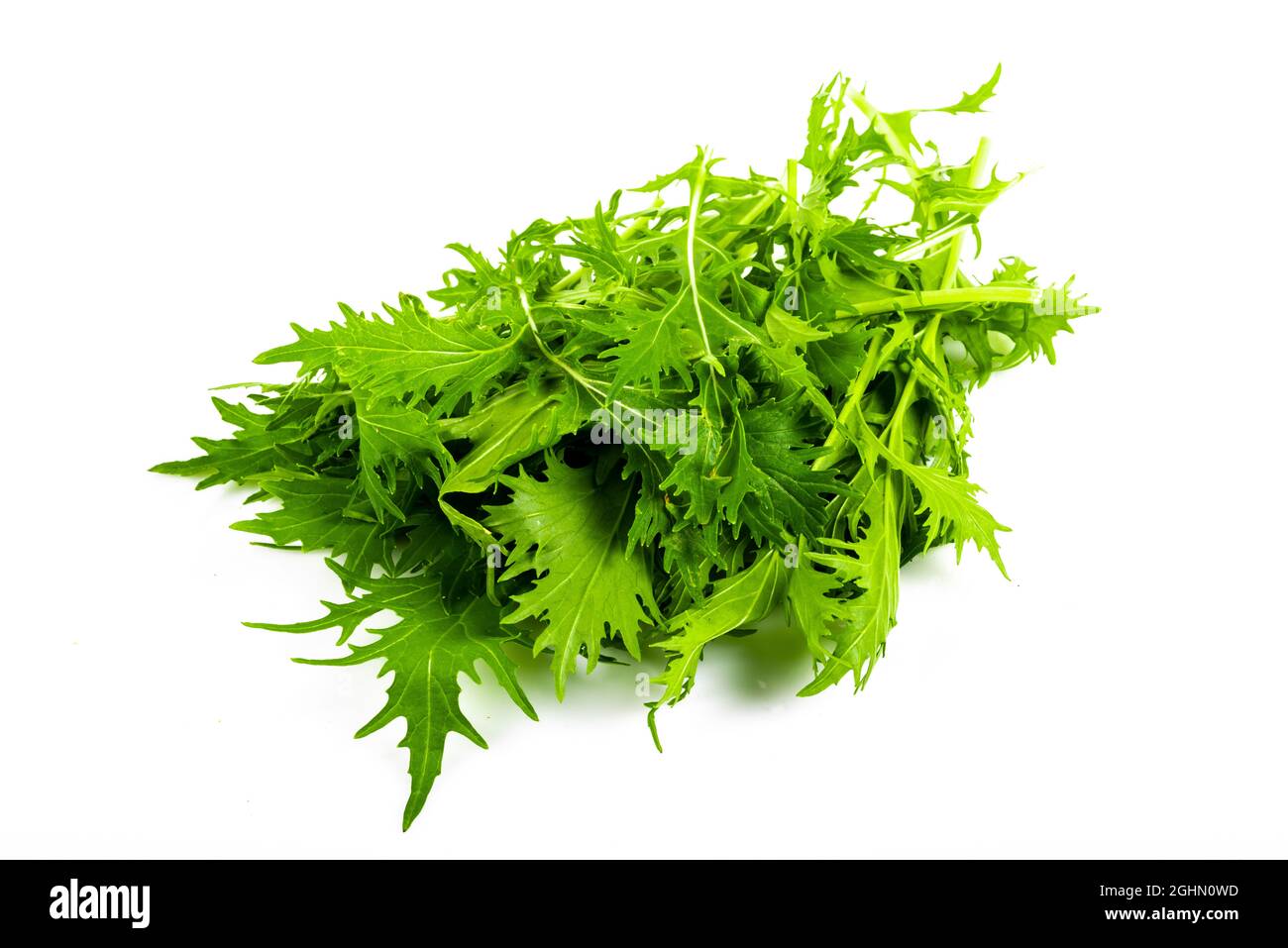 Mizuna lettuce isolated Japanese Mustard on white background Stock Photo