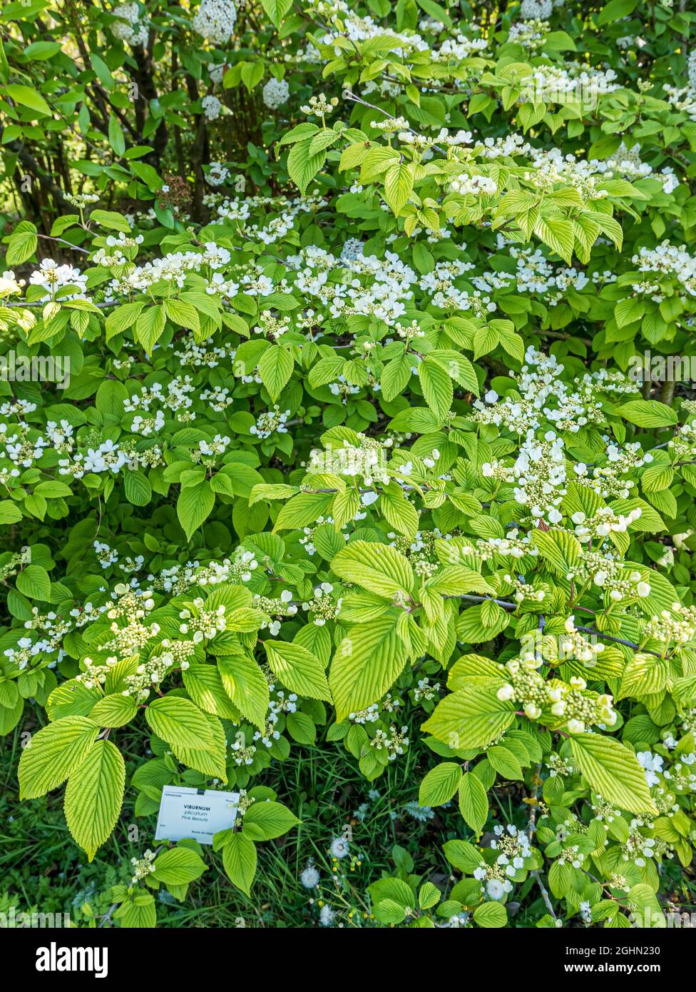 Viburnum plicatum 'Pink Beauty' Stock Photo Alamy