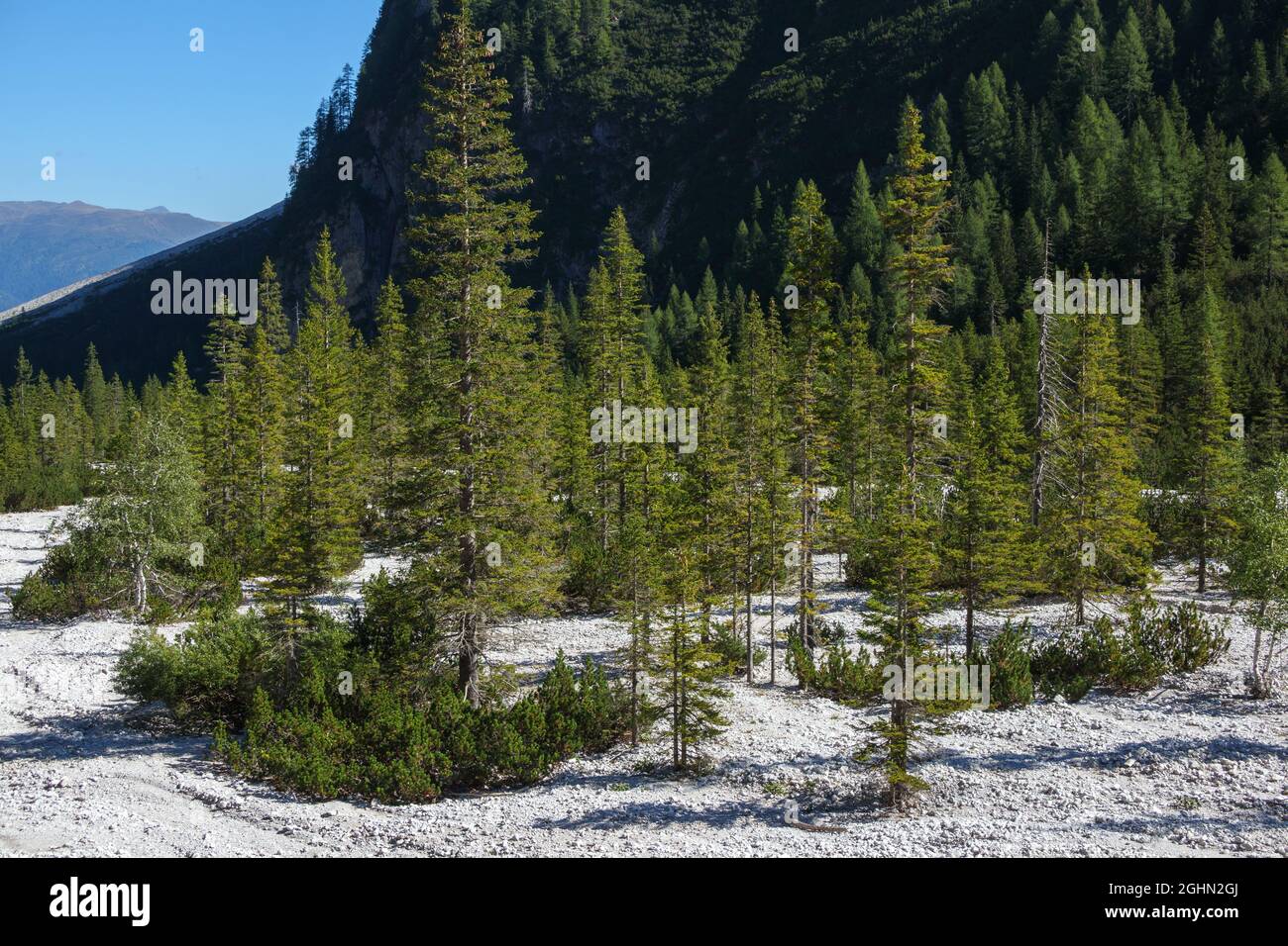 Spruce trees (Picea abies) on scree. Val Campo di Dentro / Innerfeldtal Valley. Italian Alps. Europe. Stock Photo