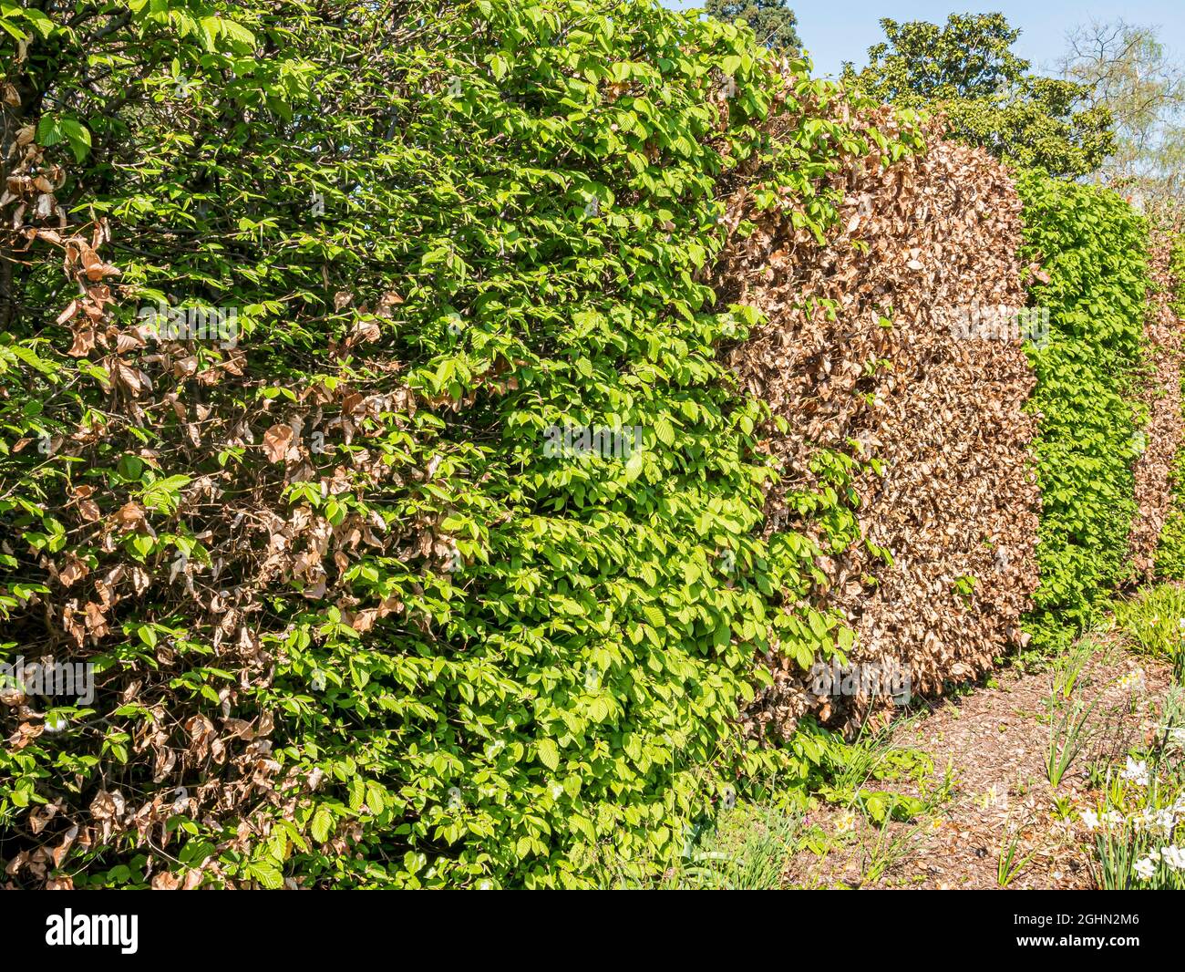 Maladie d'une haie de charmilles (Carpinus betulus) Stock Photo