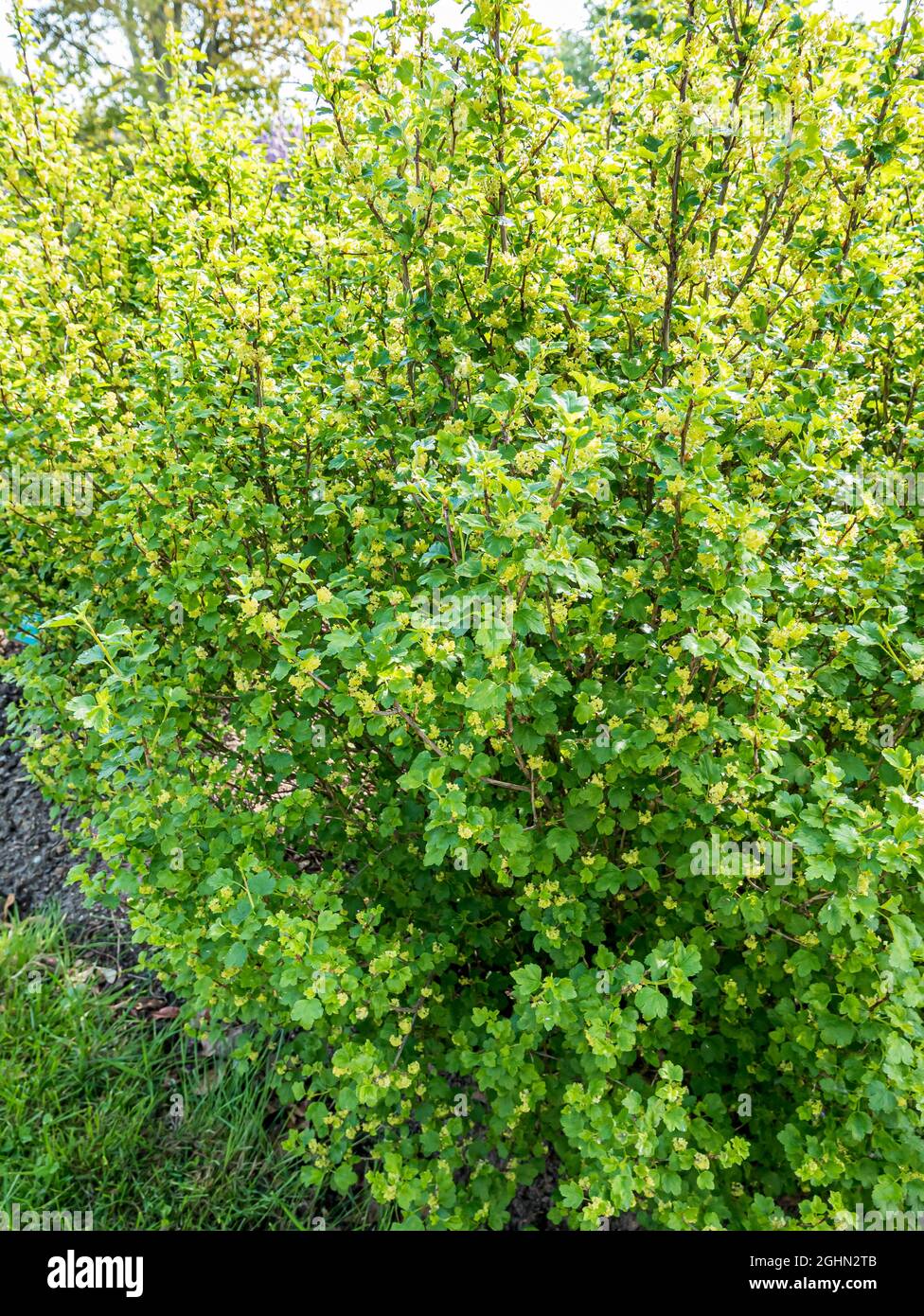 Ribes alpinum 'Aureum' Stock Photo