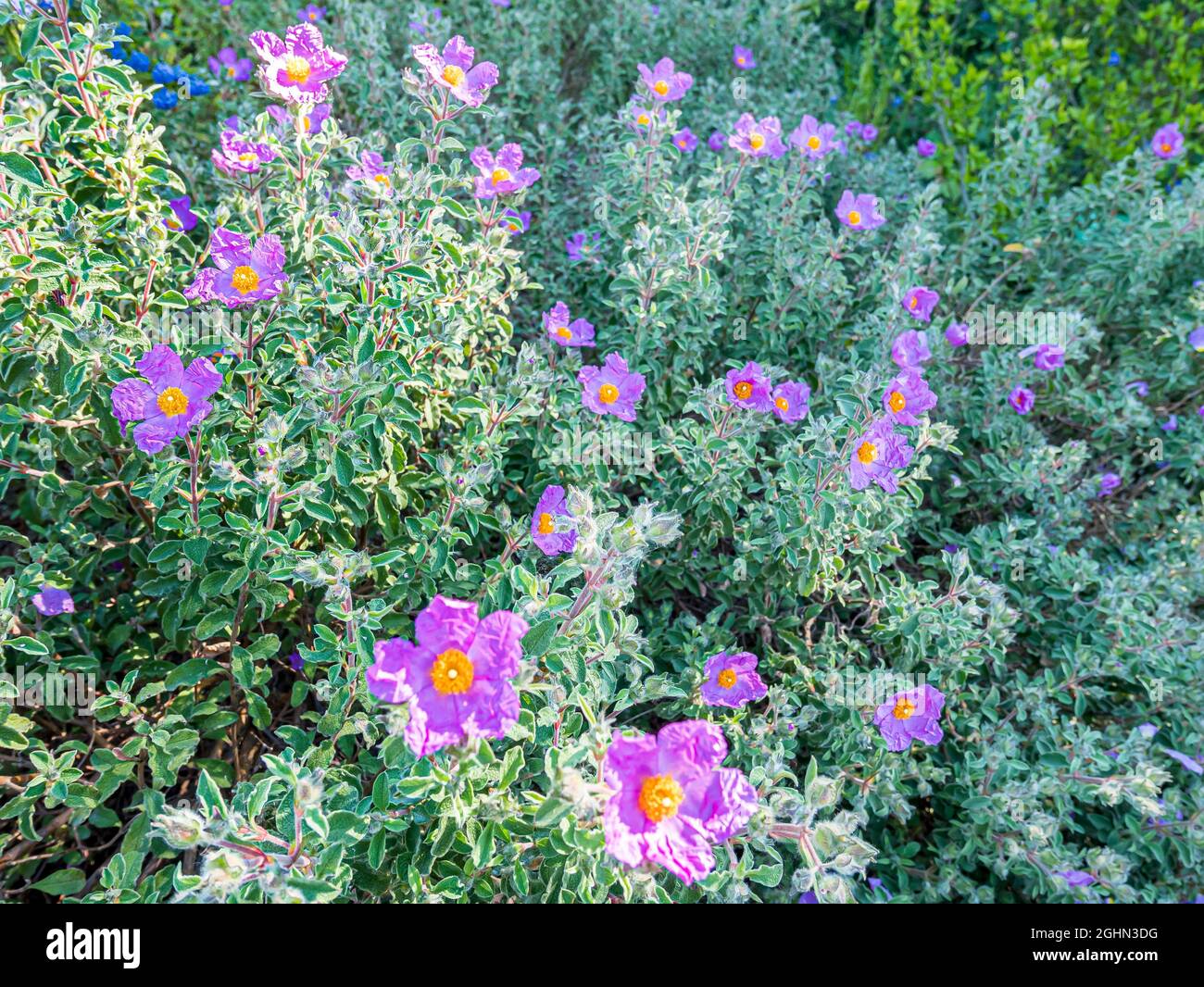 Cistus creticus Stock Photo