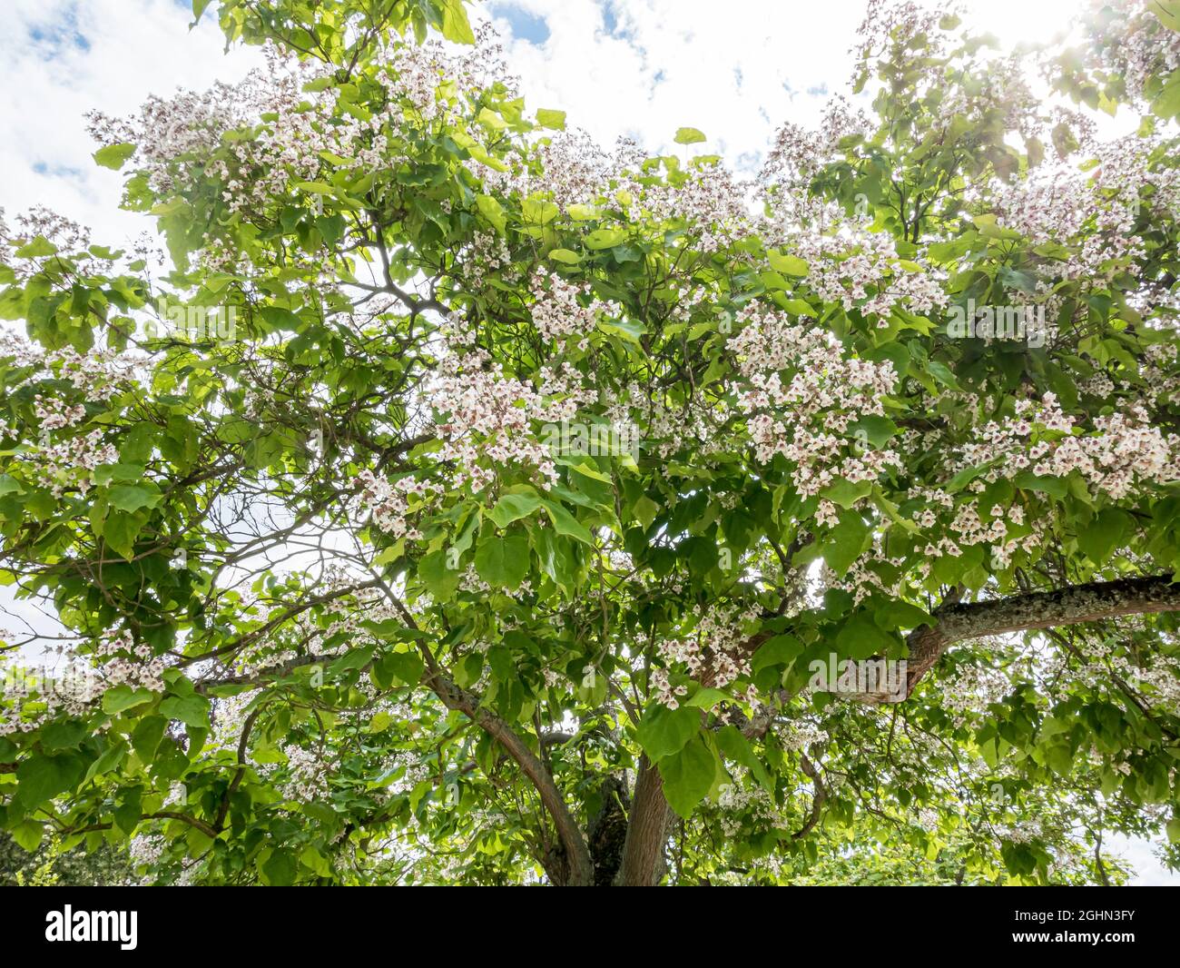 Catalpa bignonioides Stock Photo