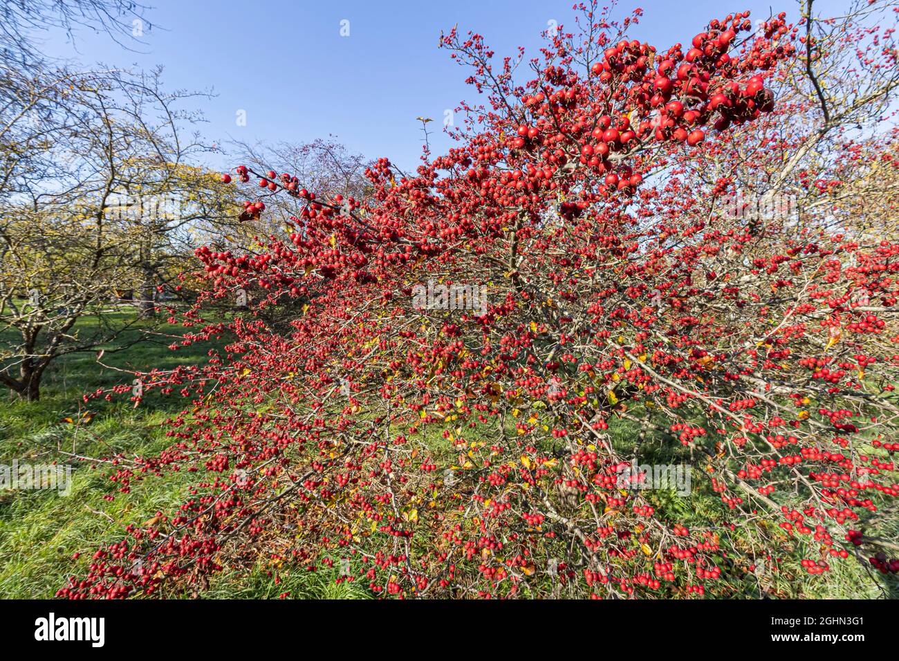 Crataegus laevigata 'Paul's Scarlet' Stock Photo Alamy