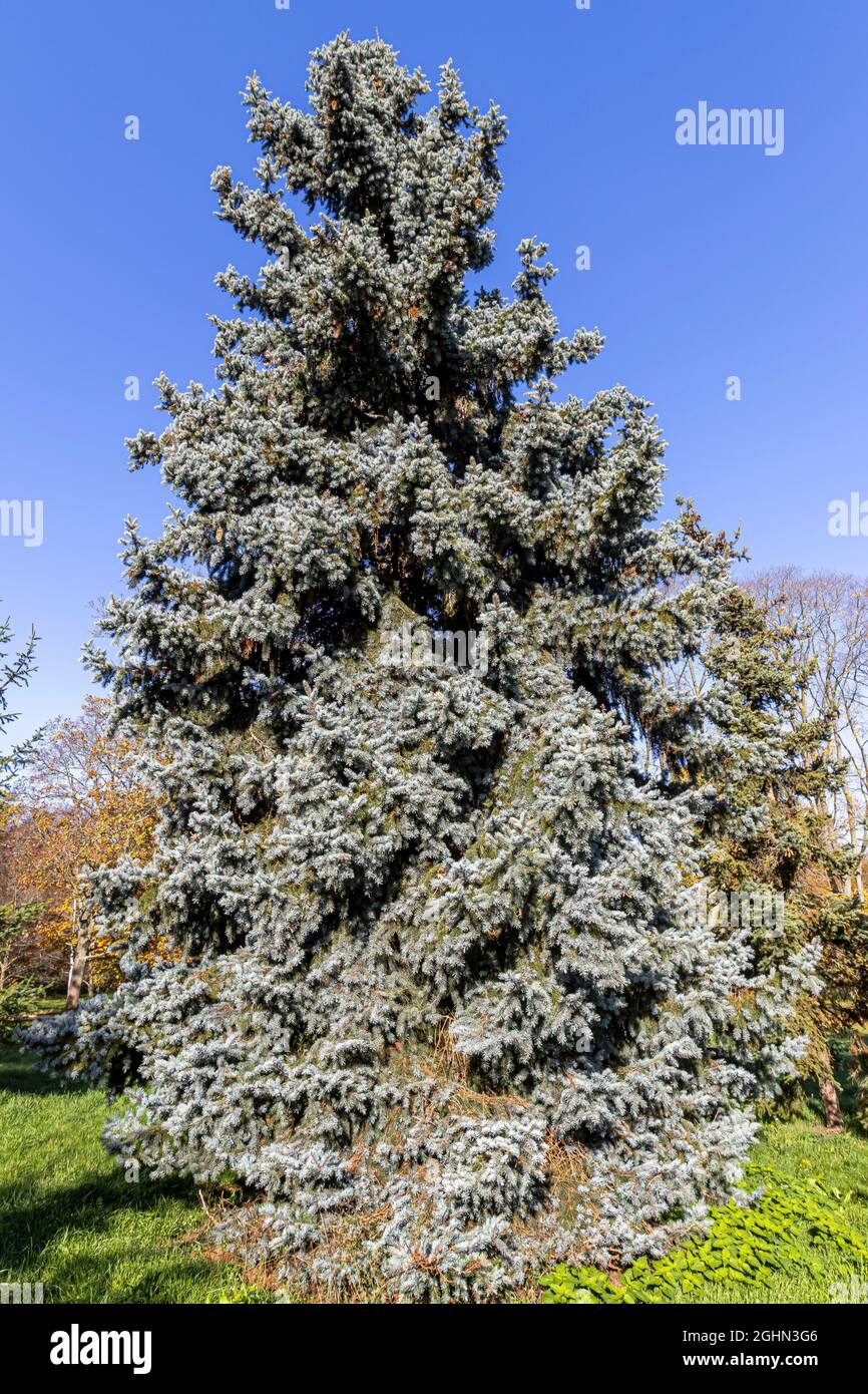 Picea pungens 'Koster' Stock Photo