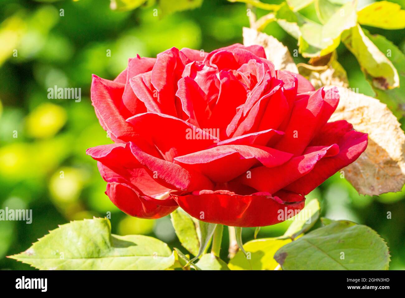 Rosa 'Ena Harkness' Obtenteur : Norman 1946 Stock Photo - Alamy