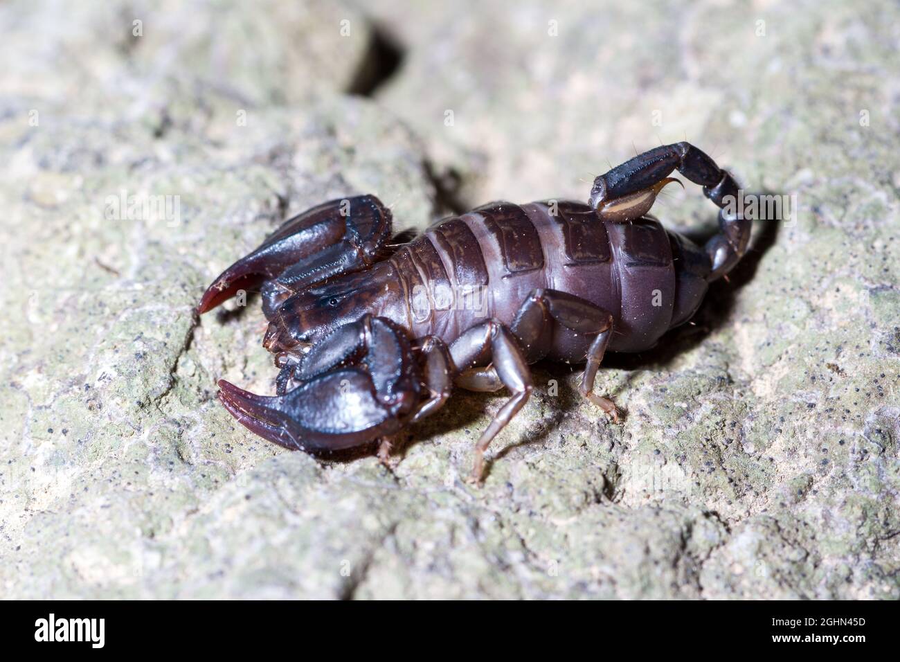 Euscorpius italicus heats up in the sun on a rock in search of prey Stock Photo
