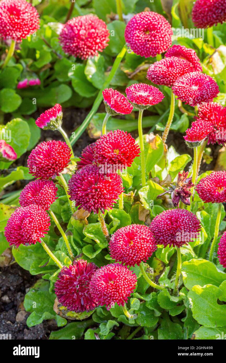 Pompon rouge hi-res stock photography and images - Alamy