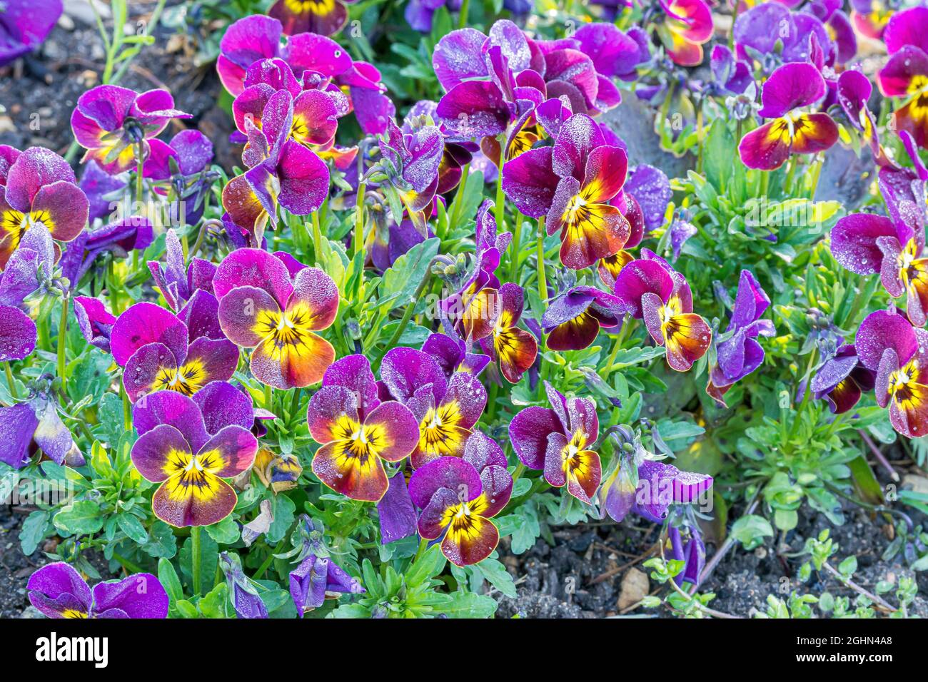 Viola cornuta Sorbet 'Pourpre à centre Jaune macule' Stock Photo