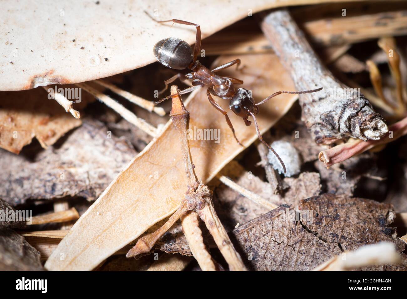 Worker of Formica cunicularia forages the ground in search of food Stock Photo