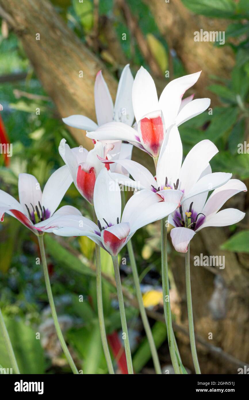 Hoe kweek en verzorg je Tulp Clusiana 'Peppermint Stick Hoe kweek en verzorg je Tulp Clusiana 'Peppermint Stick