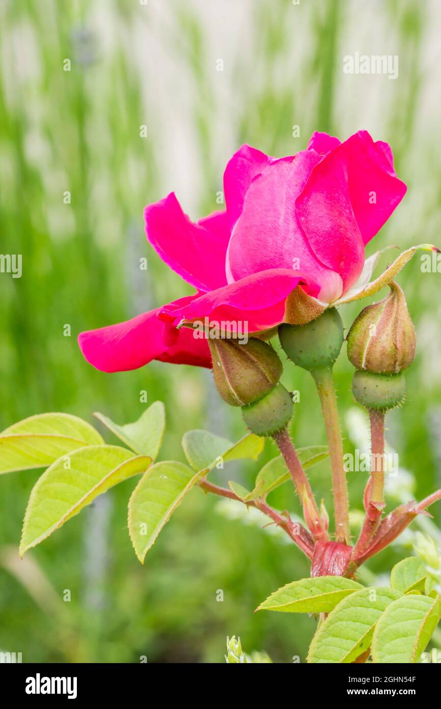 Rosa 'Rose à Parfum de l'Hay' Breeder : Gravereaux (FRA) 1901 Stock Photo -  Alamy