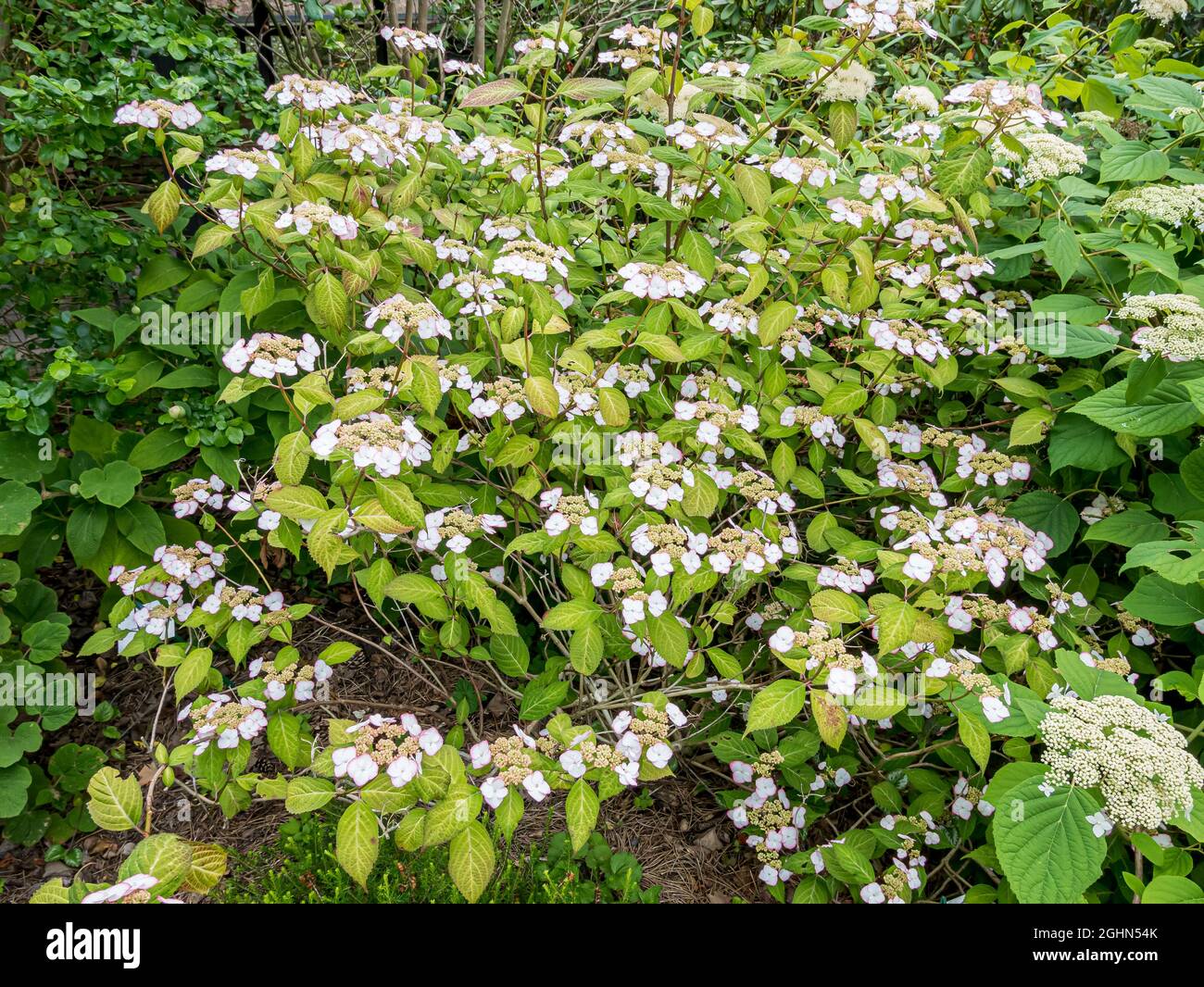 Hydrangea serrata 'Kiyosumi' Stock Photo Alamy