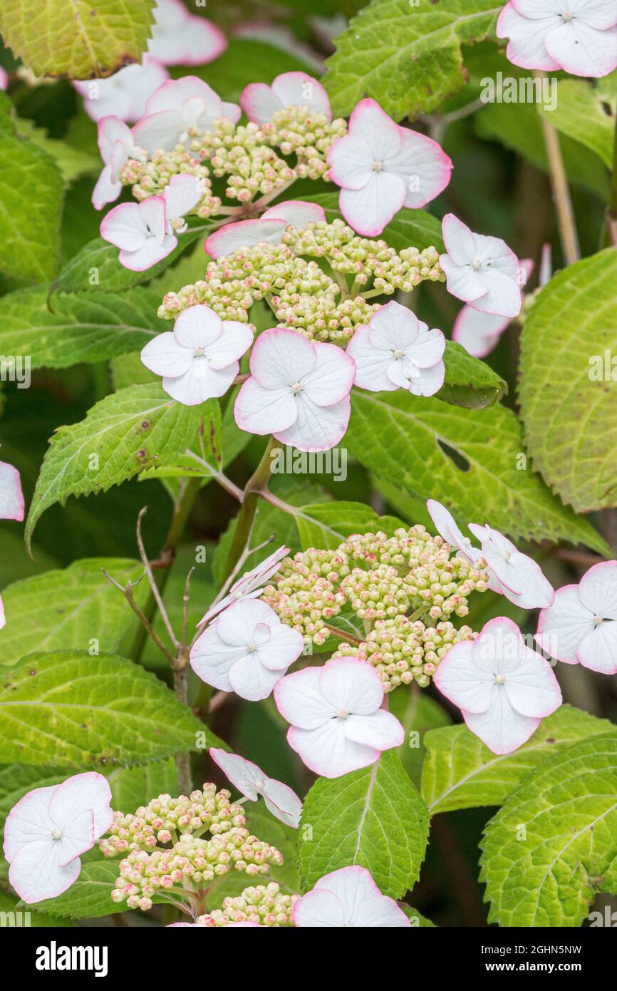 Hydrangea serrata 'Kiyosumi' Stock Photo Alamy