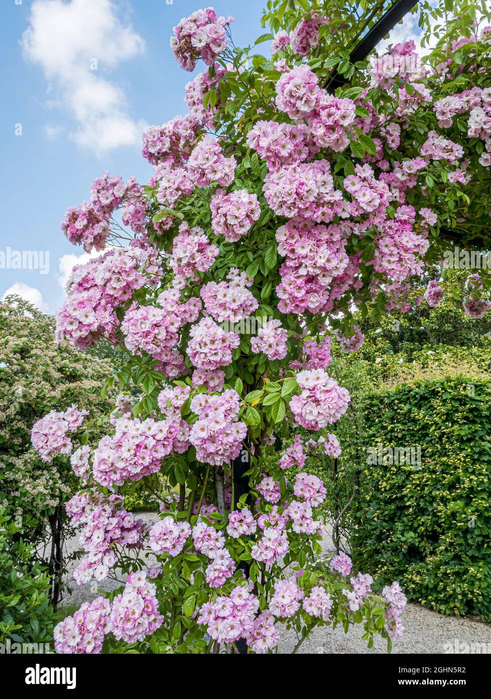 Rosa 'Blush Rambler' Obtenteur : Cant (GBR) 1903 Stock Photo - Alamy