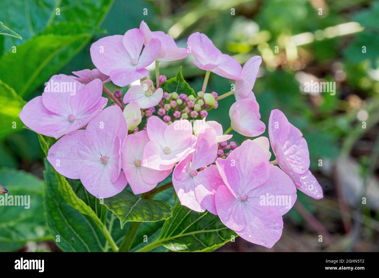 Hydrangea macrophylla 'Teller Messalina' Stock Photo