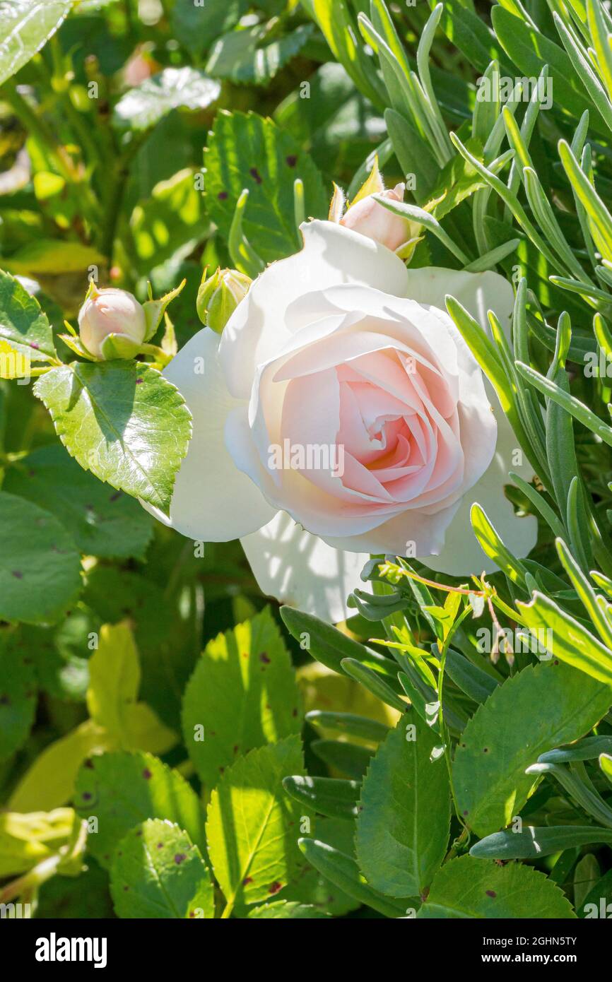 Rosa 'Aspirin Rose' Obtenteur Tantau (ALL) 1997 Stock Photo Alamy