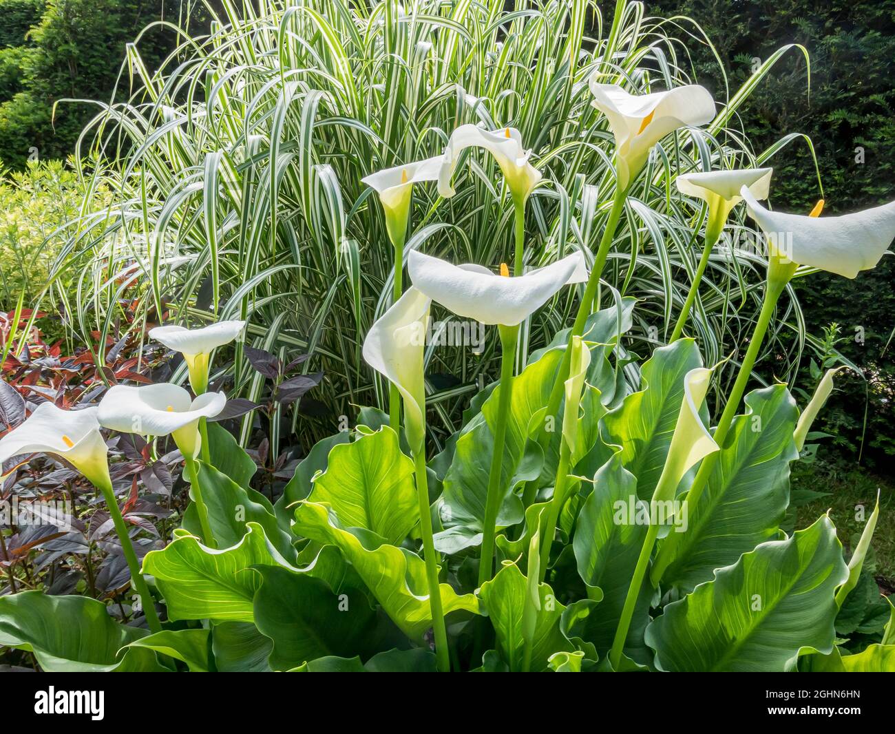 Zantedeschia aethiopica, Arundo donax 'Variegata' Stock Photo Alamy