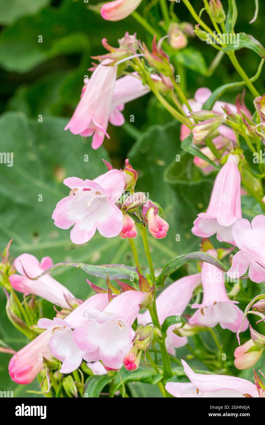Best HD Pictures about  Penstemon Apple Blossom  with No AI Images