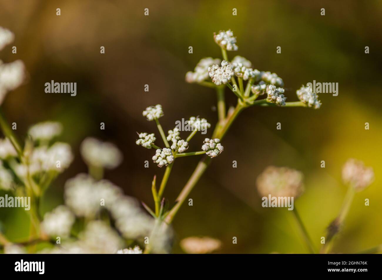 Small flowers of poisonous hemlock on a green natural background. Stock Photo