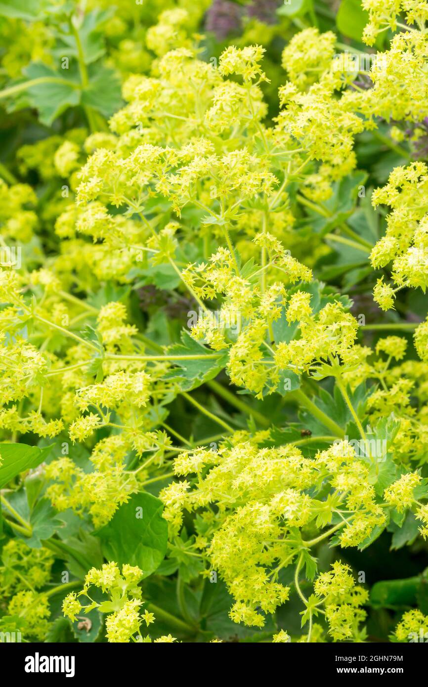 Alchemilla Mollis Rose Hi res Stock Photography And Images Alamy alchemilla-mollis-rose-hi-res-stock-photography-and-images-alamy