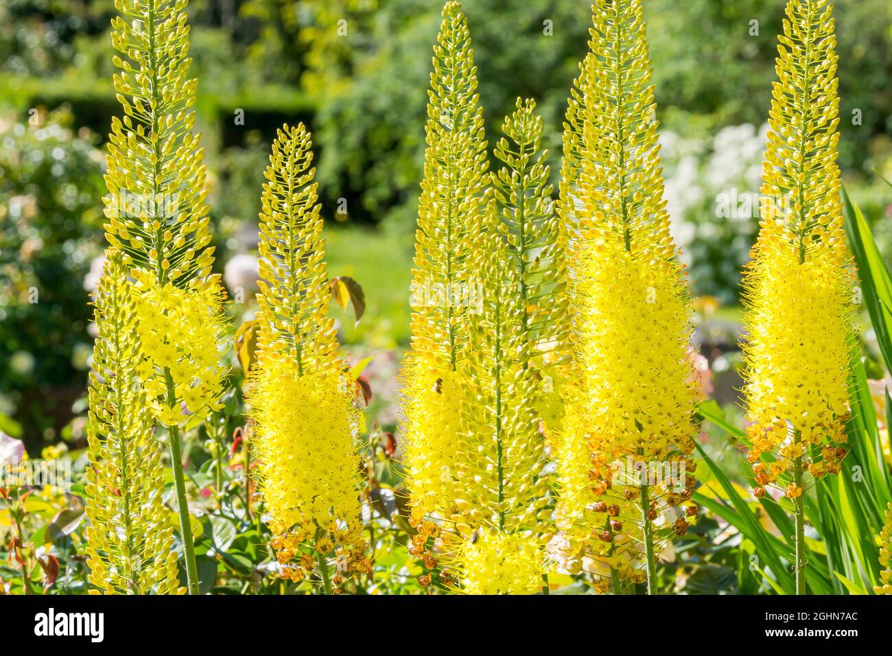 Eremurus Stenophyllus Bungei Stock Photo Alamy
