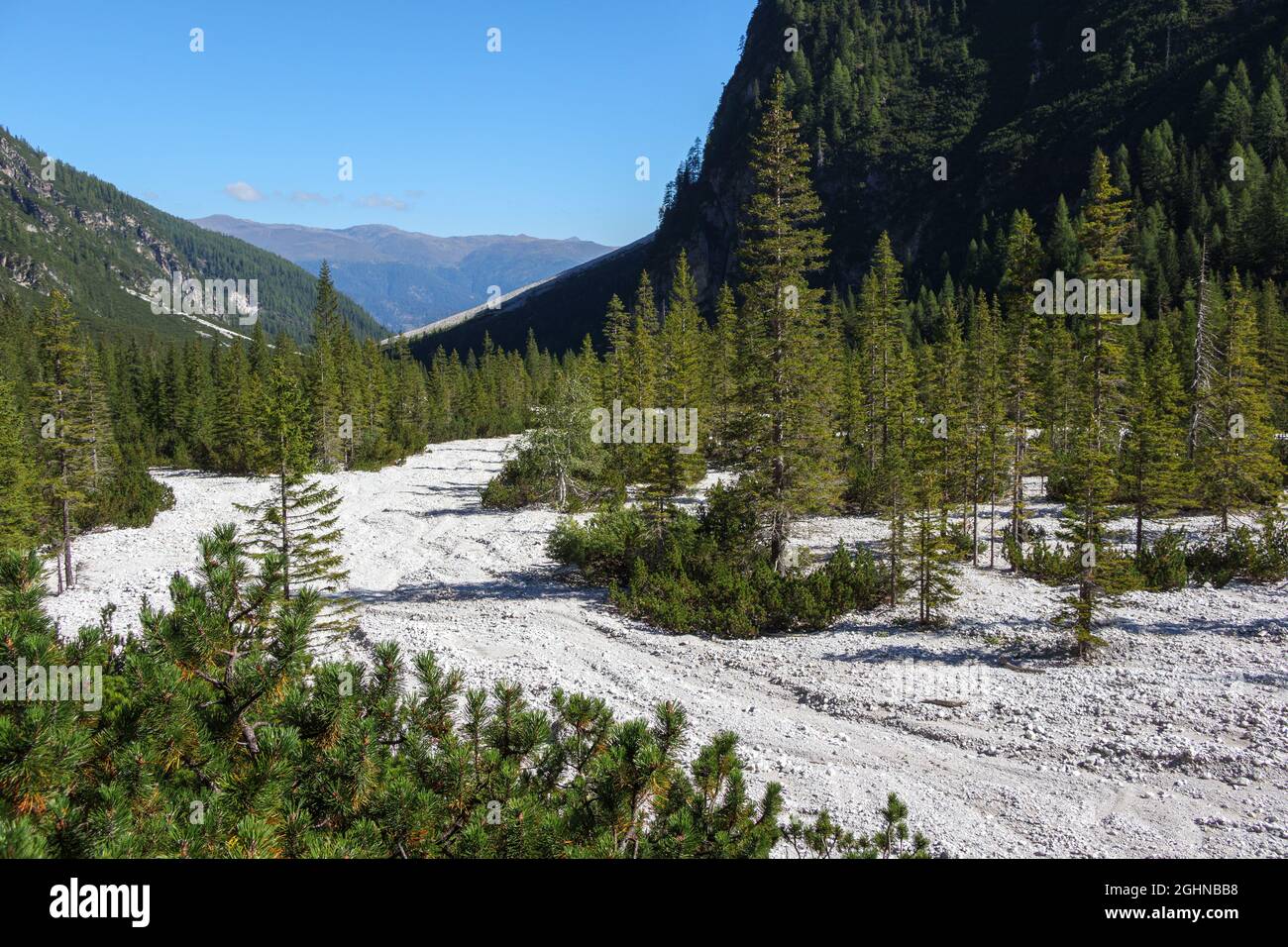 Spruce trees (Picea abies) on scree. Val Campo di Dentro / Innerfeldtal Valley. Italian Alps. Europe. Stock Photo