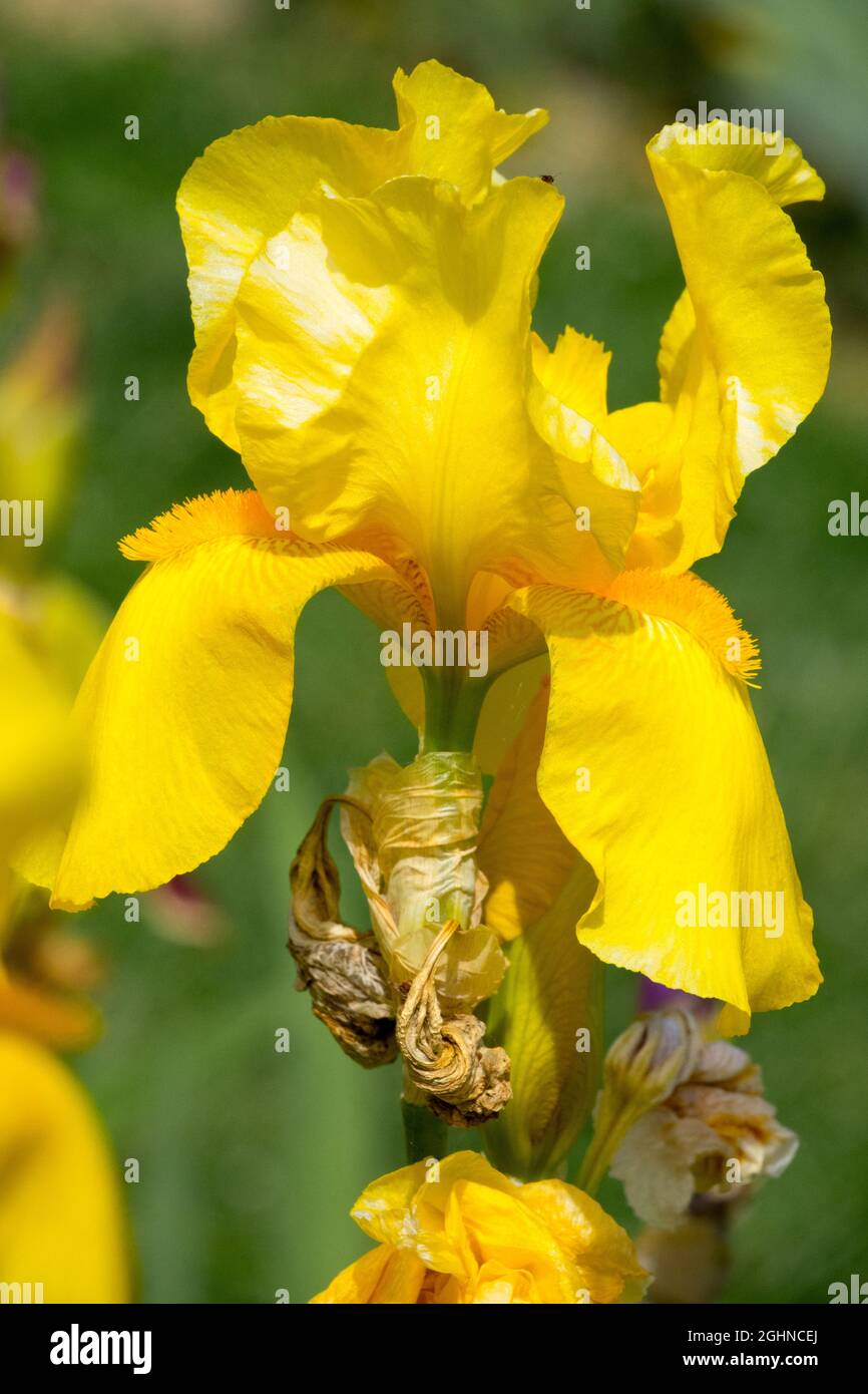Yellow Tall Bearded Iris flower 'Orange Gem' Stock Photo