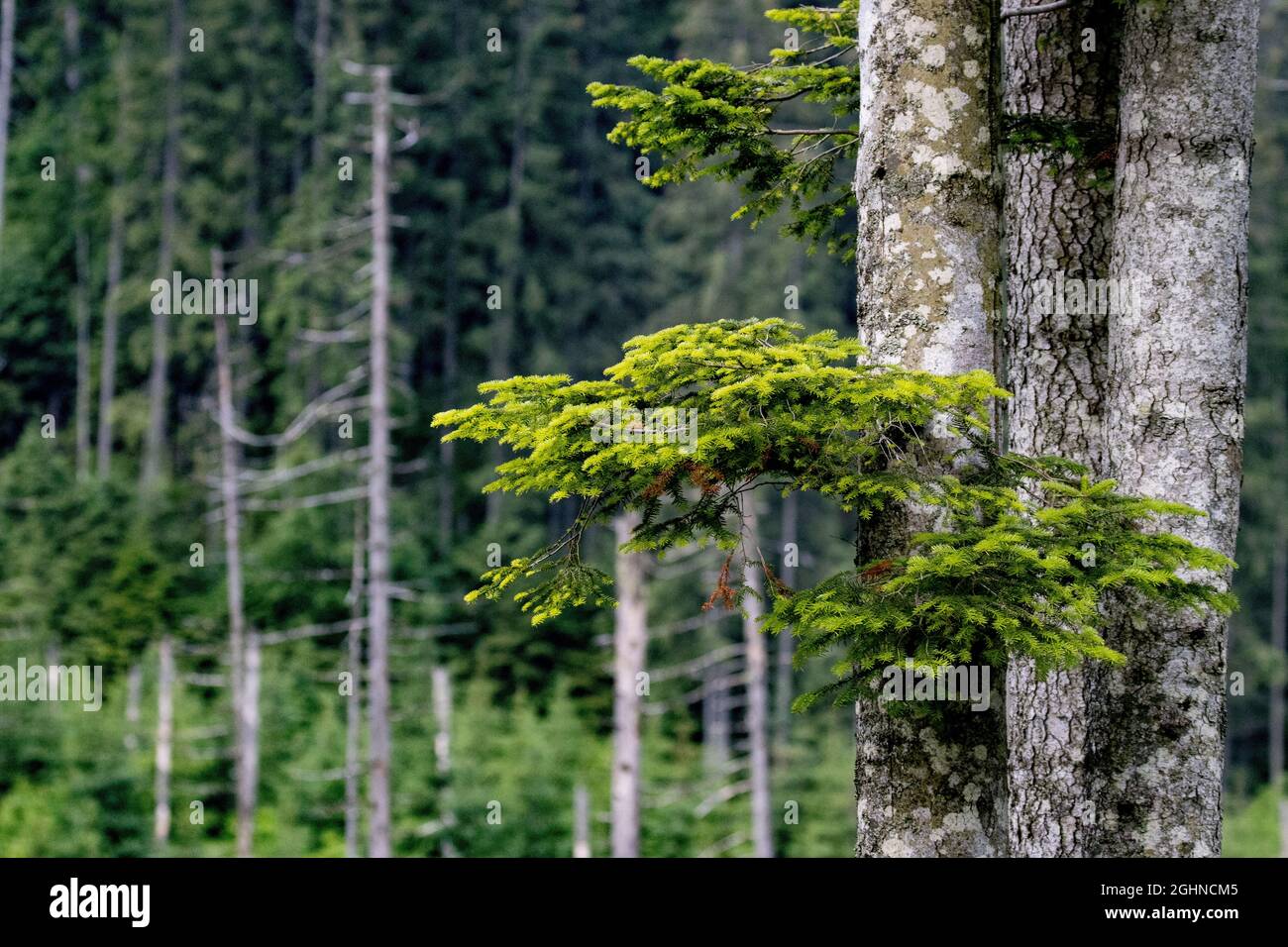 Beautiful tall trees of the Polish Tatra Mountains Stock Photo