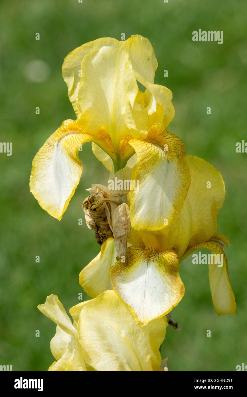 Tall Bearded Iris 'Tiffanja' Stock Photo