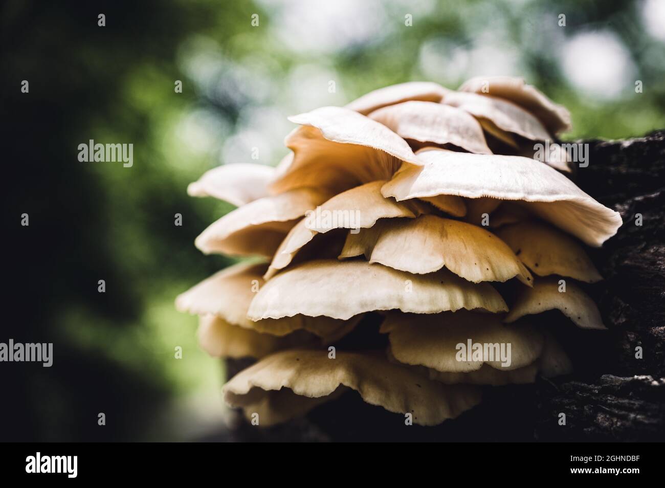 Carnivorous mushroom hires stock photography and images Alamy