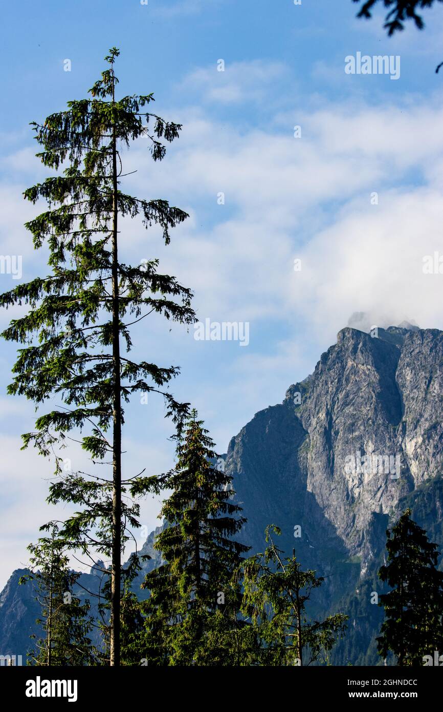 Majestic tall Mountain hemlock tree (Tsuga mertensiana) on the peak Stock Photo