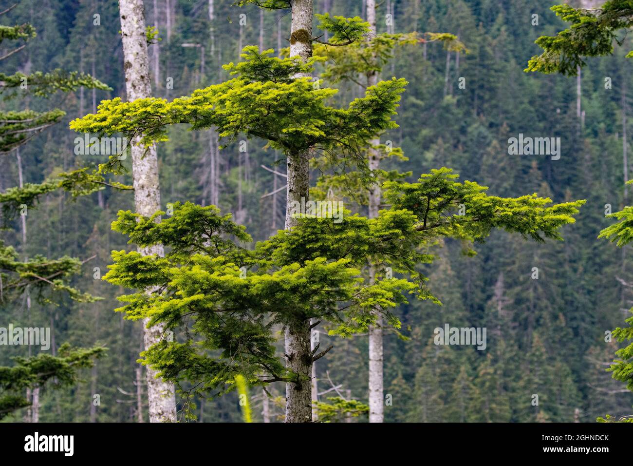 Beautiful tall trees of the Polish Tatra Mountains Stock Photo