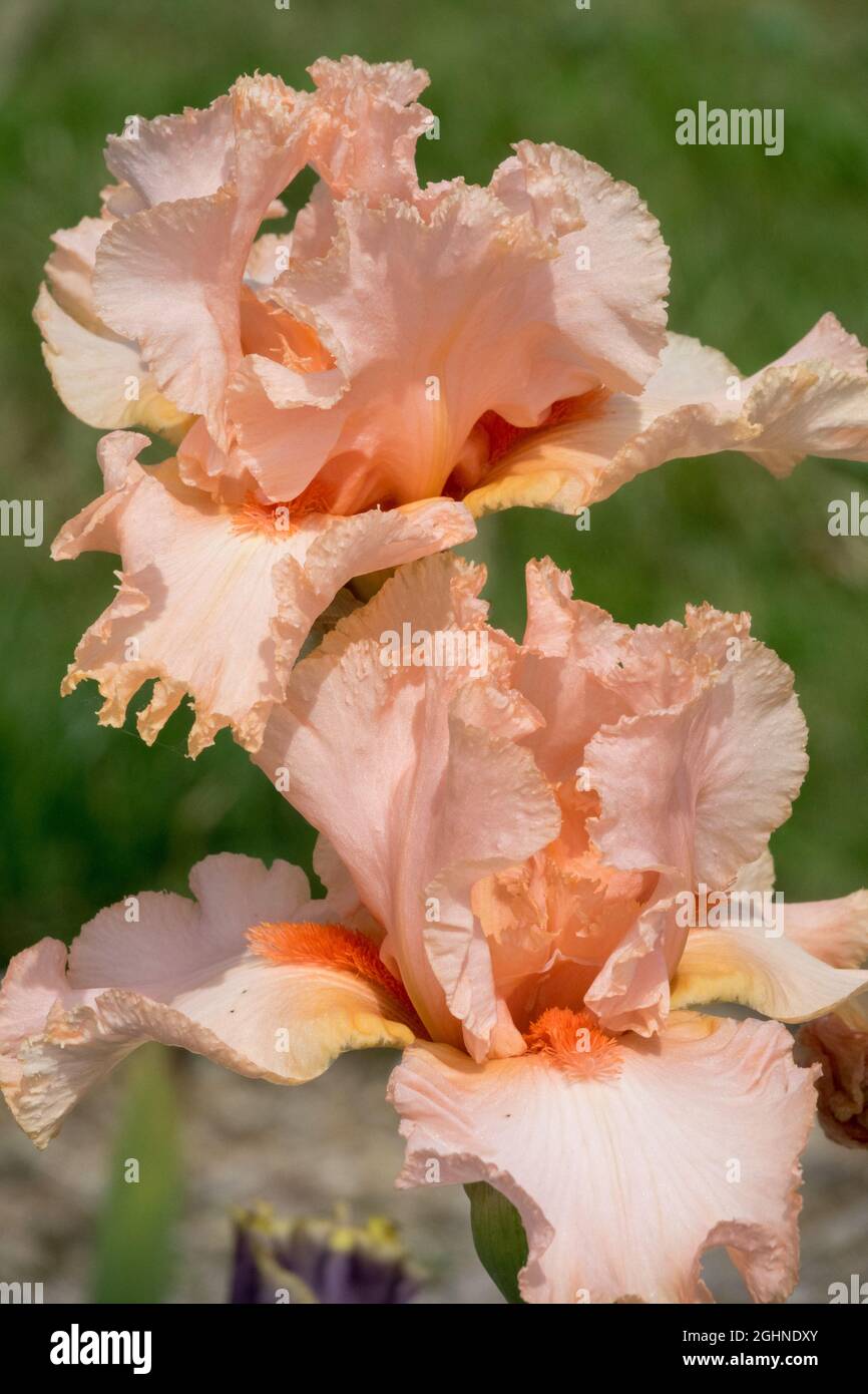 Salmon peach Bearded Iris flower Tall Bearded Iris 'Epiphany' Stock Photo