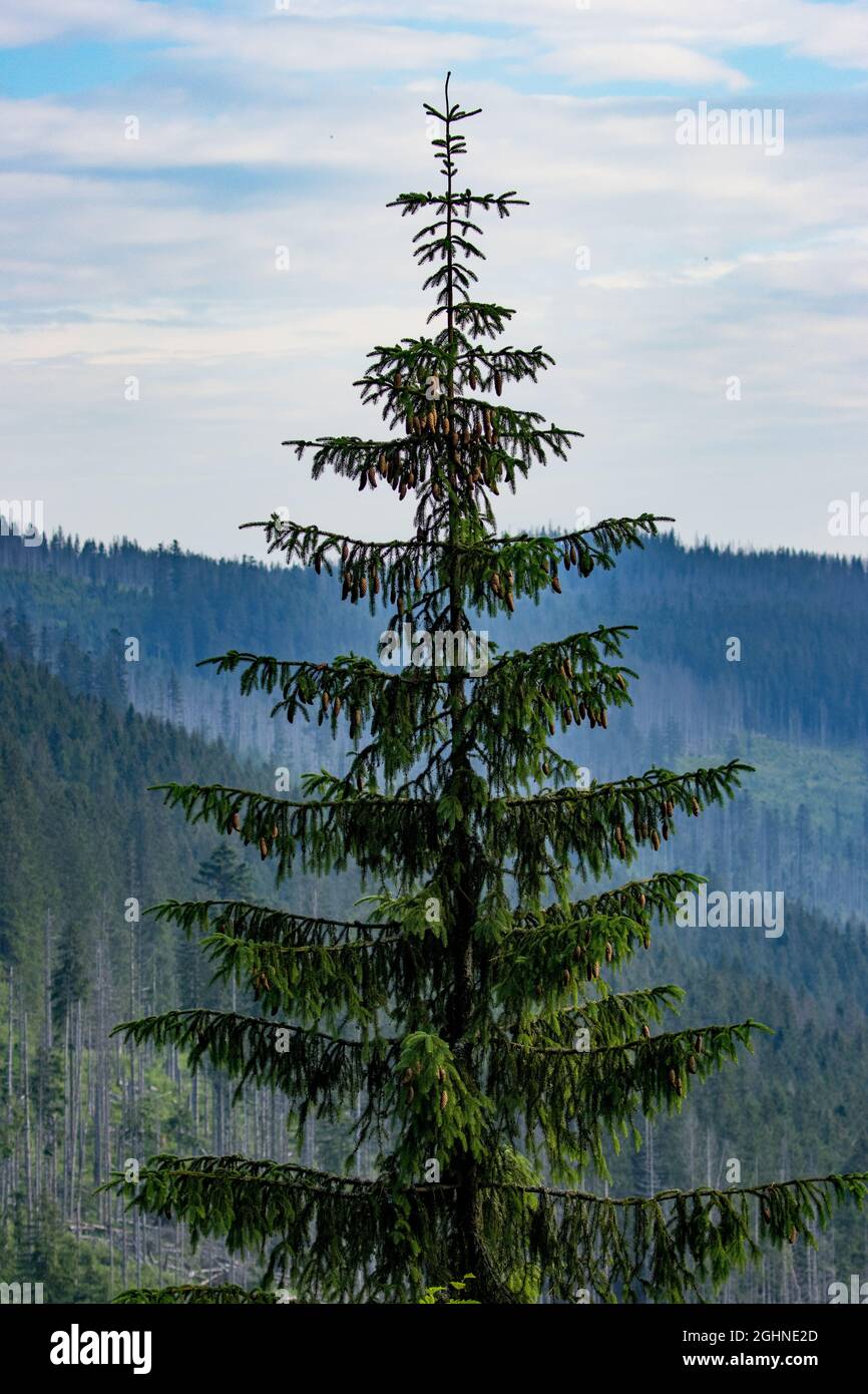 Majestic tall Mountain hemlock tree () on the peak Stock Photo