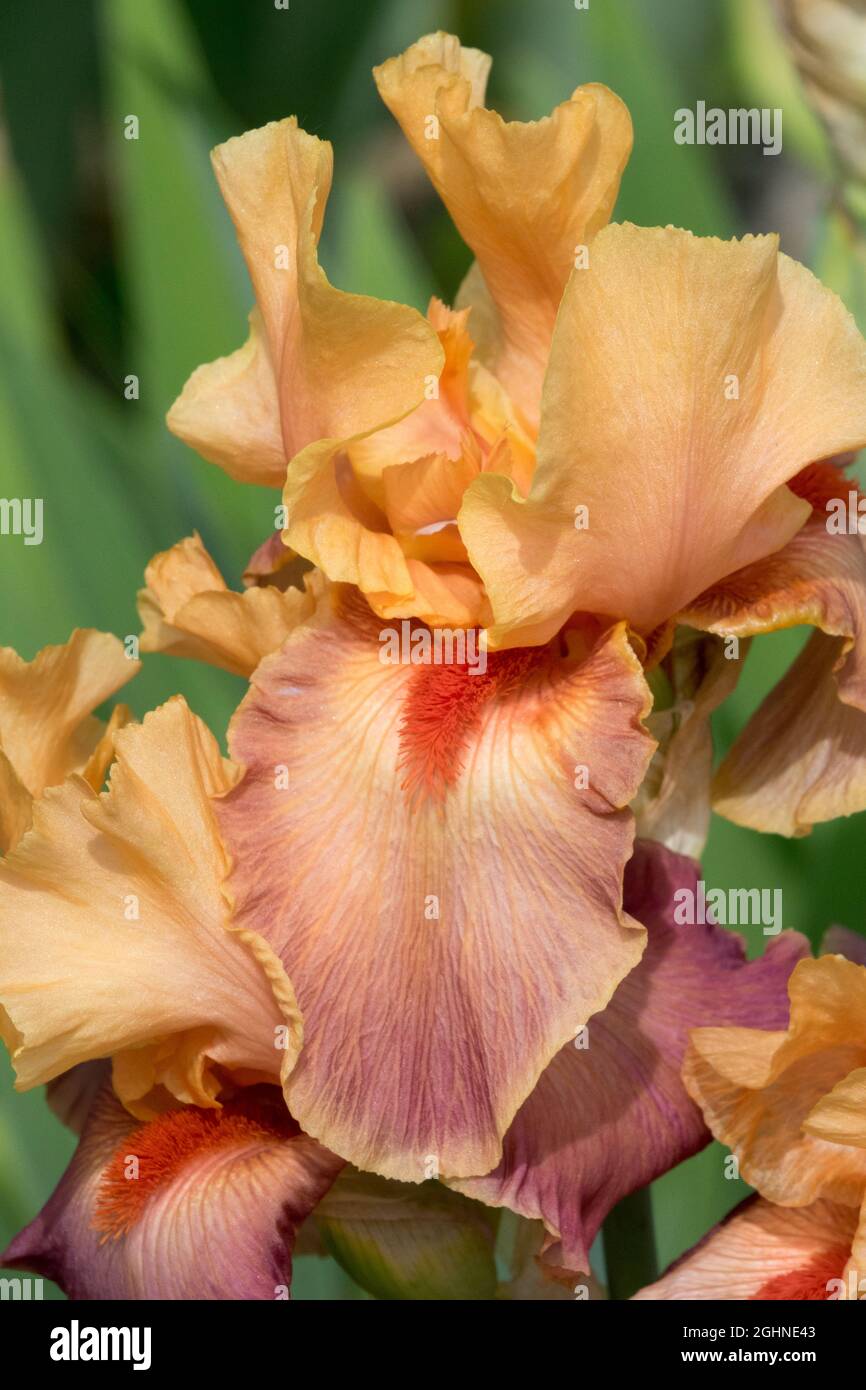 Tall Bearded Iris 'Rio' Beautiful flower Peach Color Stock Photo