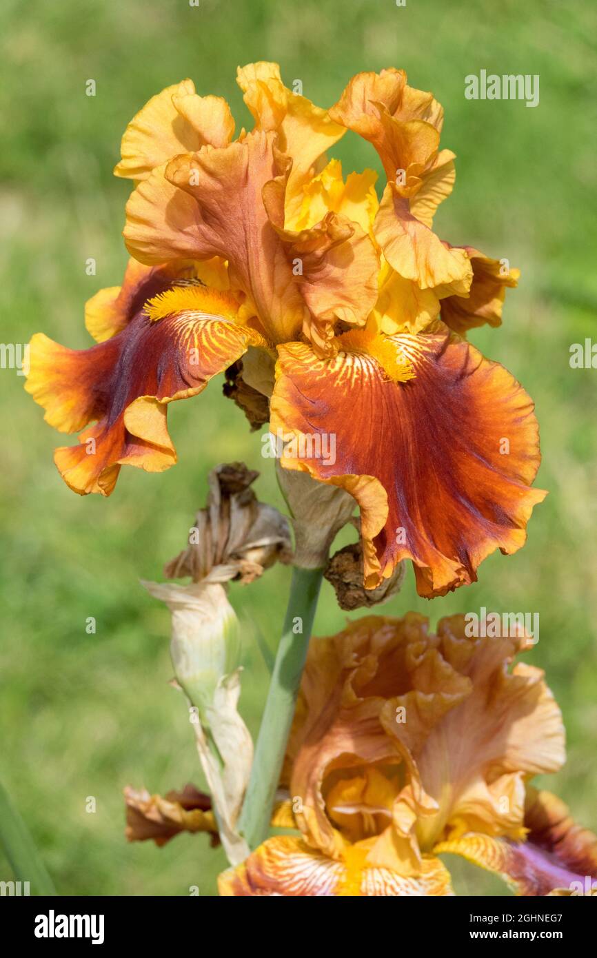 Orange Bearded Iris 'Rustler' Orange Iris large flower Stock Photo