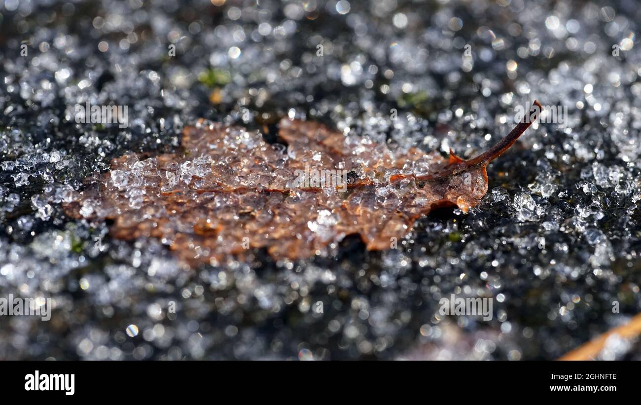 Icy rain on frozen leaf Stock Photo