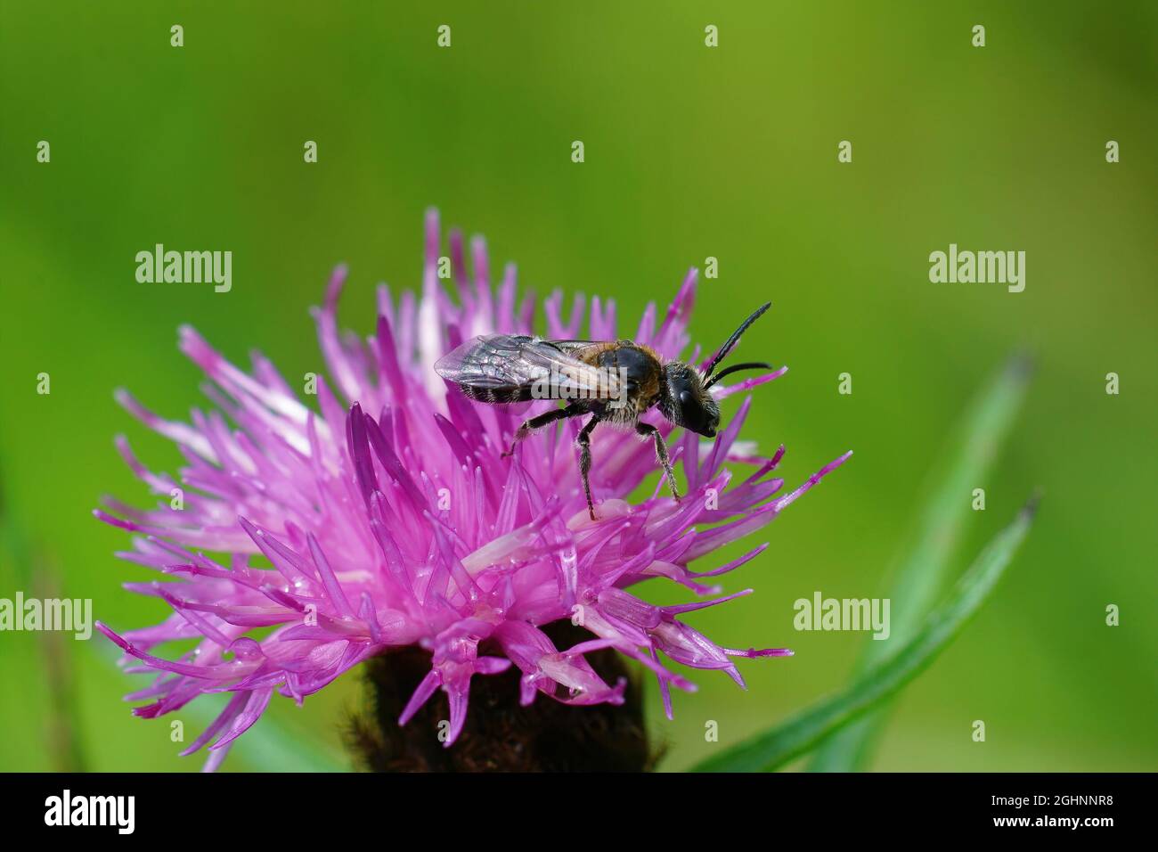 Closeup of a male of the Bull-headed furrow bee, Lasioglossum zonulum ...