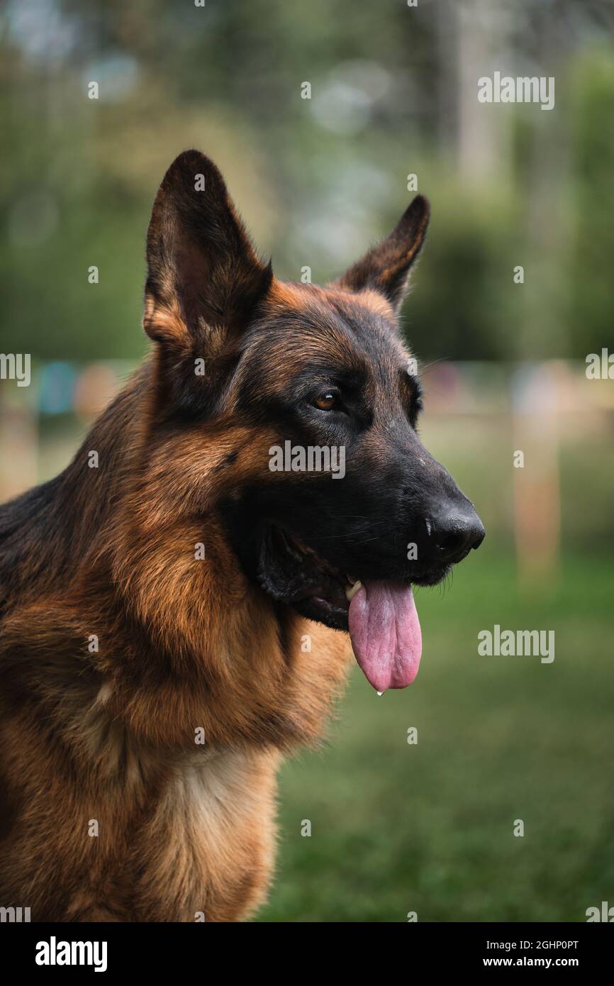 red muzzle on dog