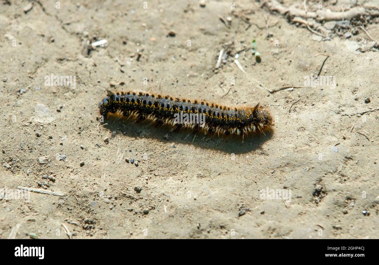 Hairy caterpillar moth hi-res stock photography and images - Alamy