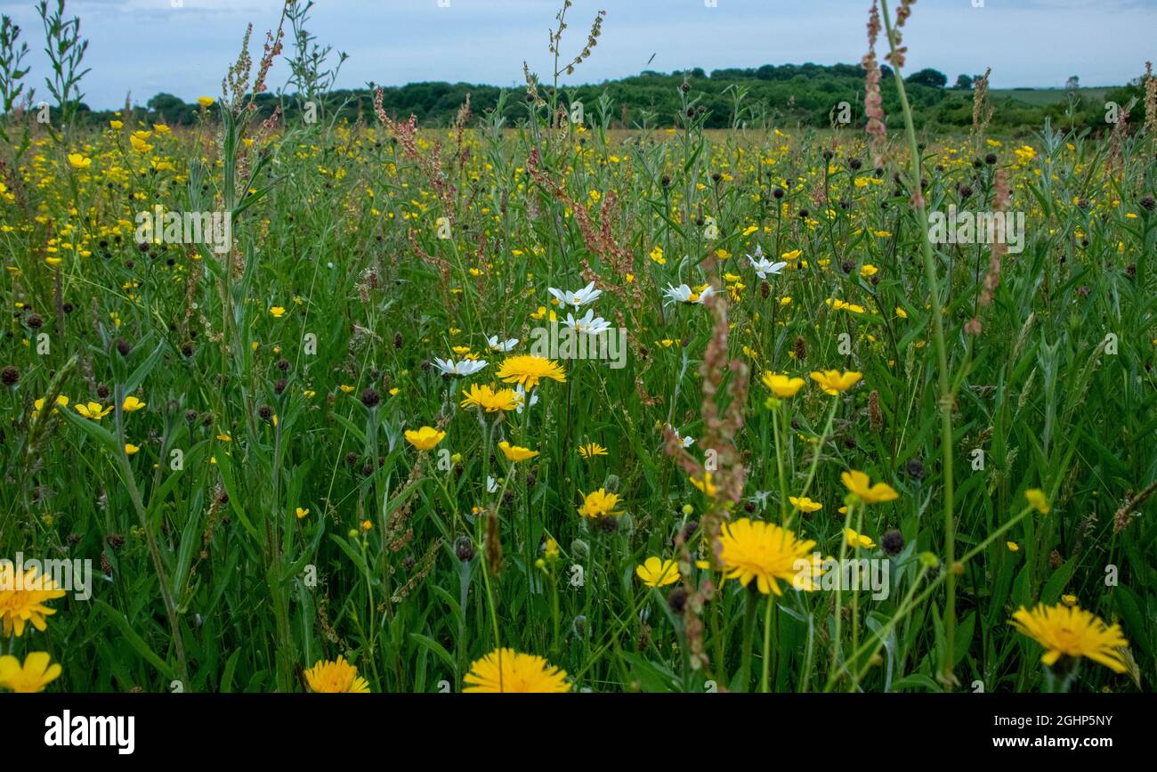 Wildflower meadow in summer Stock Photo
