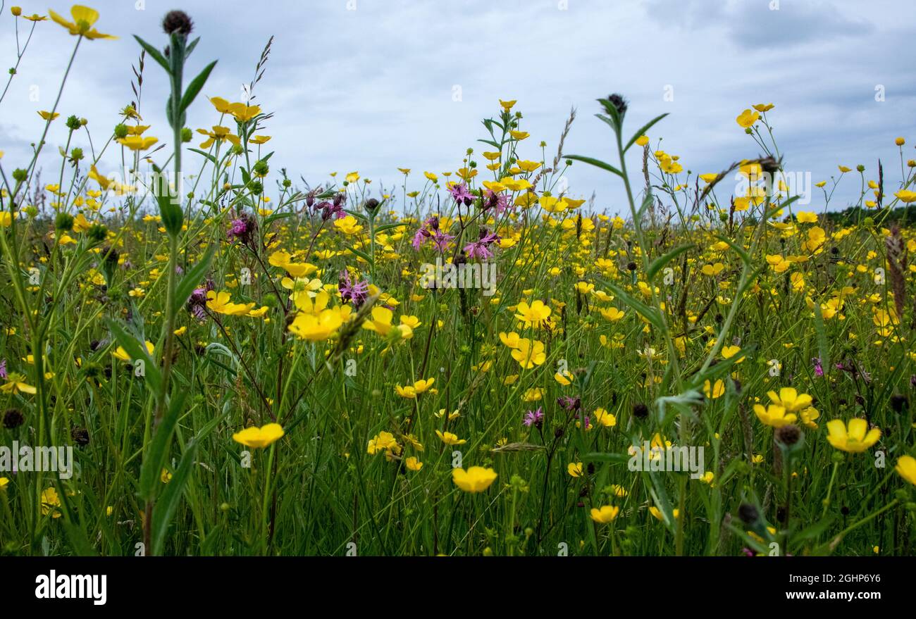 Wildflower meadow in summer Stock Photo