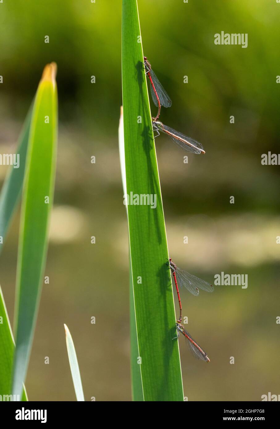 Large Red Damselflies resting on leaf Stock Photo - Alamy