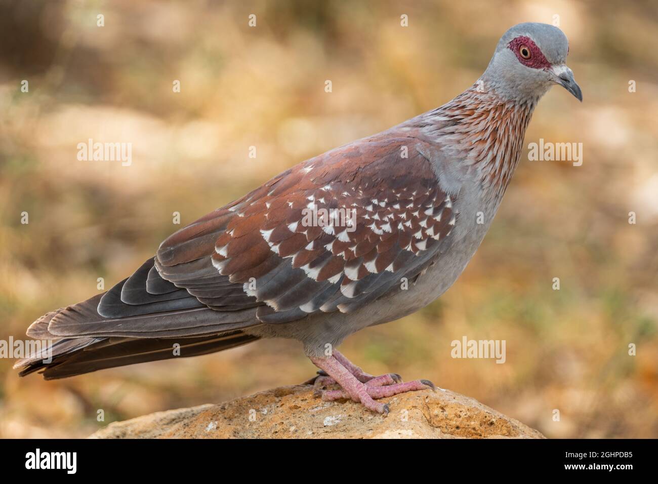 Speckled Pigeon - Columba Guinea, beautiful colored pigeon from African woodlands and gardens, lake Ziway, Ethiopia. Stock Photo