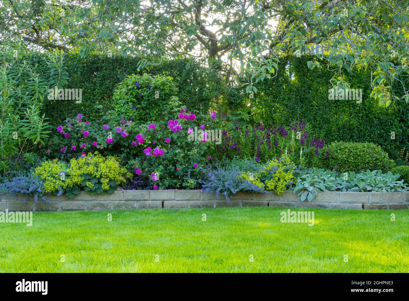Landscaped sunny private garden (contemporary design, colourful summer flowers, pink roses, catmint, neat lawn, low stone wall) - Yorkshire England UK Stock Photo