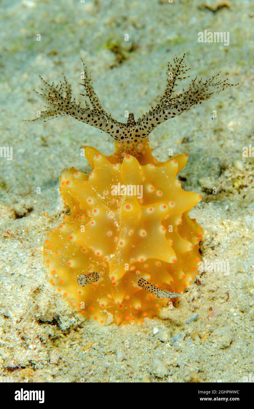 Frontal view of marine nudibranch (Halgerda malesso) with gill apparatus extended, Pacific Ocean, Yap, Federated States of Micronesia Stock Photo